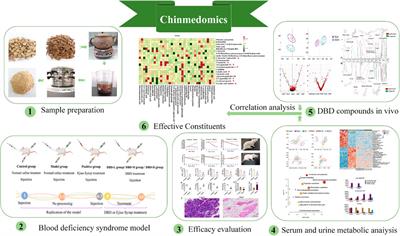 Chinmedomics strategy for elucidating the effects and effective constituents of Danggui Buxue Decoction in treating blood deficiency syndrome